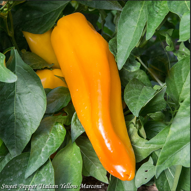 Sweet Pepper "Italian Yellow Marconi"